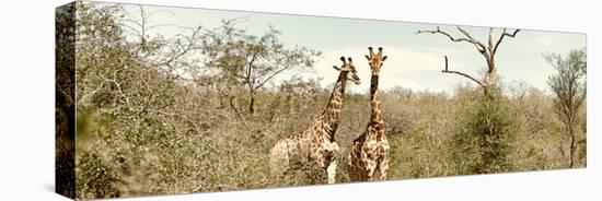 Awesome South Africa Collection Panoramic - Pair of Giraffes II-Philippe Hugonnard-Premier Image Canvas