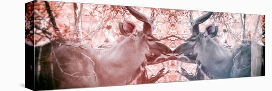 Awesome South Africa Collection Panoramic - Reflection of Greater Kudu - Red & Dimgray-Philippe Hugonnard-Premier Image Canvas