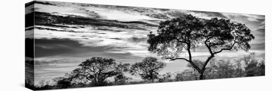 Awesome South Africa Collection Panoramic - Tree Silhouetted at Sunset B&W-Philippe Hugonnard-Premier Image Canvas