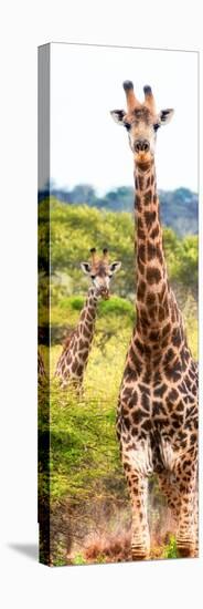 Awesome South Africa Collection Panoramic - Two Giraffes Portrait II-Philippe Hugonnard-Premier Image Canvas