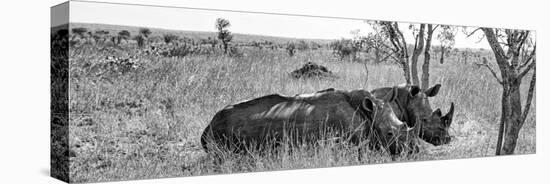 Awesome South Africa Collection Panoramic - Two White Rhinos I-Philippe Hugonnard-Premier Image Canvas