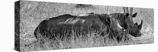 Awesome South Africa Collection Panoramic - Two White Rhinos III-Philippe Hugonnard-Premier Image Canvas