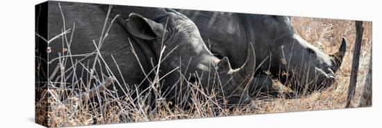 Awesome South Africa Collection Panoramic - White Rhinos Sleeping-Philippe Hugonnard-Premier Image Canvas