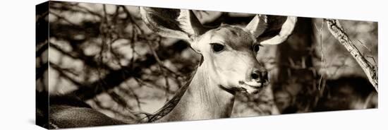 Awesome South Africa Collection Panoramic - Young Impala II-Philippe Hugonnard-Premier Image Canvas