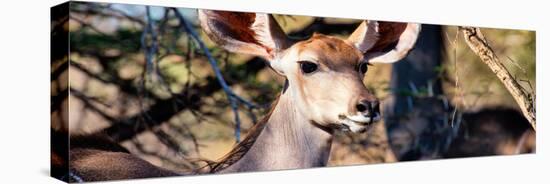 Awesome South Africa Collection Panoramic - Young Impala-Philippe Hugonnard-Premier Image Canvas