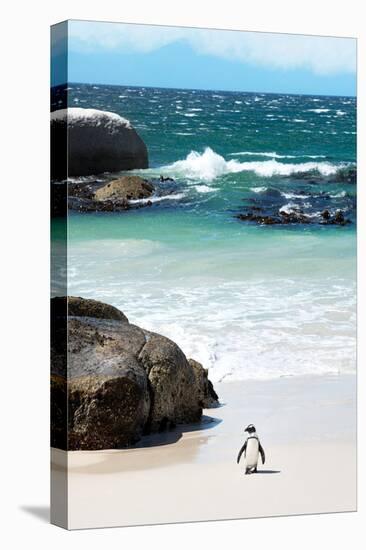 Awesome South Africa Collection - Penguin at Boulders Beach-Philippe Hugonnard-Premier Image Canvas