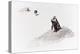 Awesome South Africa Collection - Penguin Lovers II-Philippe Hugonnard-Premier Image Canvas