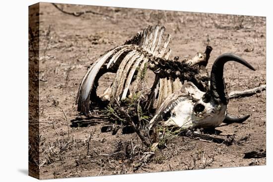 Awesome South Africa Collection - Safari Bone-Philippe Hugonnard-Premier Image Canvas