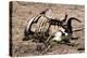 Awesome South Africa Collection - Safari Bone-Philippe Hugonnard-Premier Image Canvas