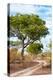 Awesome South Africa Collection - Savanna Landscape II-Philippe Hugonnard-Premier Image Canvas