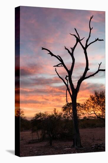 Awesome South Africa Collection - Savanna Tree at Sunrise-Philippe Hugonnard-Premier Image Canvas