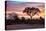 Awesome South Africa Collection - Savanna Trees at Sunrise I-Philippe Hugonnard-Premier Image Canvas