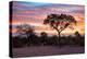 Awesome South Africa Collection - Savanna Trees at Sunrise I-Philippe Hugonnard-Premier Image Canvas