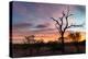 Awesome South Africa Collection - Savanna Trees at Sunrise-Philippe Hugonnard-Premier Image Canvas