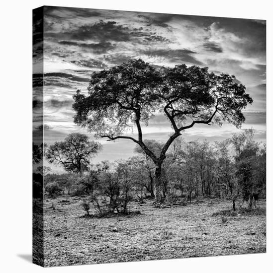 Awesome South Africa Collection Square - Acacia Tree at Sunrise B&W-Philippe Hugonnard-Premier Image Canvas