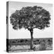 Awesome South Africa Collection Square - Acacia Tree B&W-Philippe Hugonnard-Premier Image Canvas