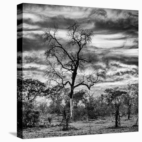 Awesome South Africa Collection Square - Acacia Tree in Savannah II-Philippe Hugonnard-Premier Image Canvas