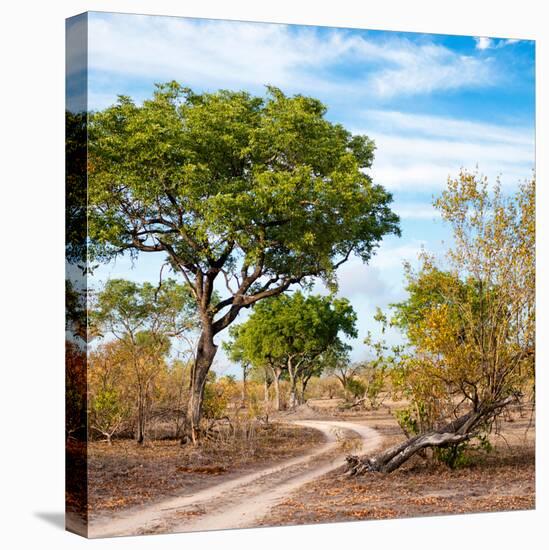 Awesome South Africa Collection Square - African Safari Road-Philippe Hugonnard-Premier Image Canvas