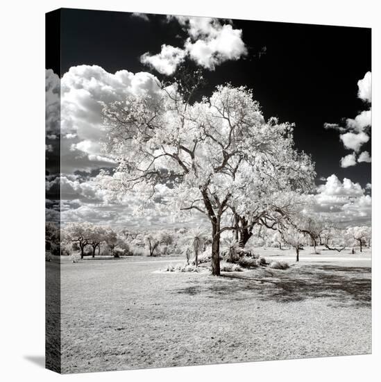 Awesome South Africa Collection Square - Another Look Savannah-Philippe Hugonnard-Premier Image Canvas