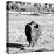 Awesome South Africa Collection Square - Black Rhino B&W-Philippe Hugonnard-Premier Image Canvas