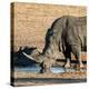 Awesome South Africa Collection Square - Black Rhino drinking from pool of water at Sunset-Philippe Hugonnard-Premier Image Canvas