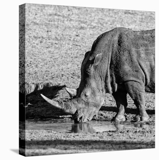 Awesome South Africa Collection Square - Black Rhino drinking from pool of water-Philippe Hugonnard-Premier Image Canvas