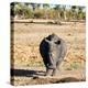 Awesome South Africa Collection Square - Black Rhino-Philippe Hugonnard-Premier Image Canvas