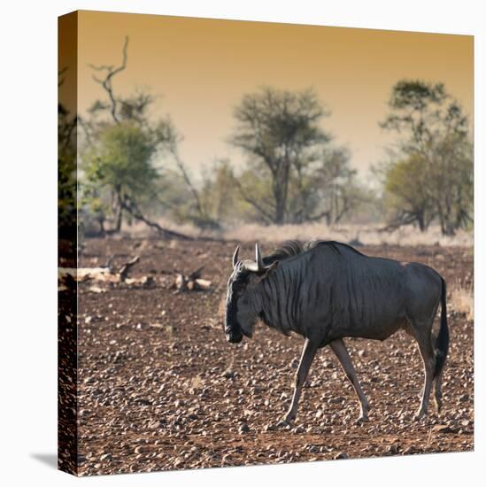 Awesome South Africa Collection Square - Blue Wildebeest walking at Sunset-Philippe Hugonnard-Premier Image Canvas