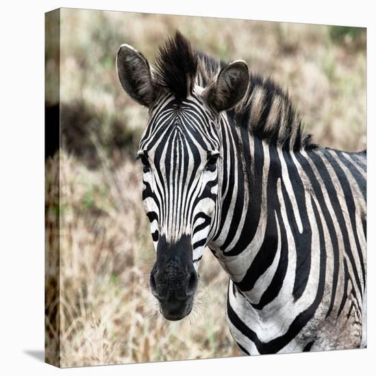 Awesome South Africa Collection Square - Burchell's Zebra Portrait II-Philippe Hugonnard-Premier Image Canvas