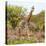 Awesome South Africa Collection Square - Crossing Giraffes-Philippe Hugonnard-Premier Image Canvas