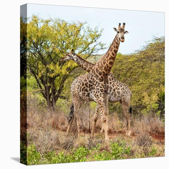 Awesome South Africa Collection Square - Crossing Giraffes-Philippe Hugonnard-Premier Image Canvas