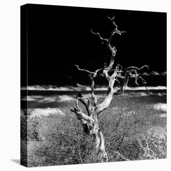 Awesome South Africa Collection Square - Dead Acacia Tree II B&W-Philippe Hugonnard-Premier Image Canvas