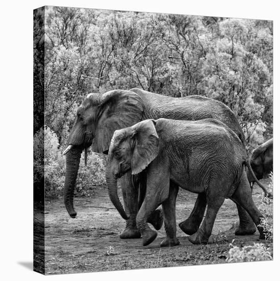 Awesome South Africa Collection Square - Elephant Family B&W-Philippe Hugonnard-Premier Image Canvas