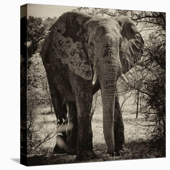 Awesome South Africa Collection Square - Elephant Portrait II-Philippe Hugonnard-Premier Image Canvas