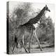 Awesome South Africa Collection Square - Giraffe Profile B&W-Philippe Hugonnard-Premier Image Canvas