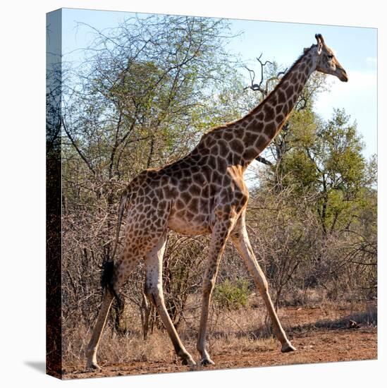 Awesome South Africa Collection Square - Giraffe Profile-Philippe Hugonnard-Premier Image Canvas