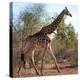 Awesome South Africa Collection Square - Giraffe Profile-Philippe Hugonnard-Premier Image Canvas