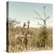 Awesome South Africa Collection Square - Giraffes in Savannah II-Philippe Hugonnard-Premier Image Canvas