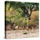 Awesome South Africa Collection Square - Herd of Impalas-Philippe Hugonnard-Premier Image Canvas