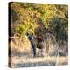 Awesome South Africa Collection Square - Hyena at Sunrise-Philippe Hugonnard-Premier Image Canvas