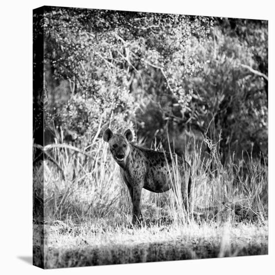Awesome South Africa Collection Square - Hyena-Philippe Hugonnard-Premier Image Canvas