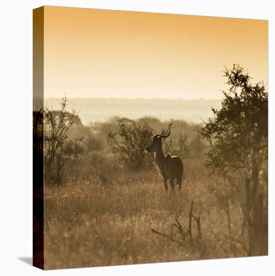 Awesome South Africa Collection Square - Impala Antelope at Sunrise-Philippe Hugonnard-Premier Image Canvas