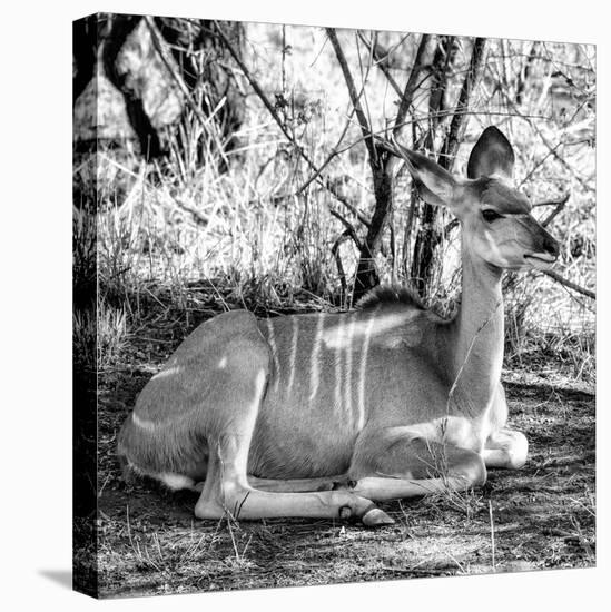 Awesome South Africa Collection Square - Impala Antelope II-Philippe Hugonnard-Premier Image Canvas