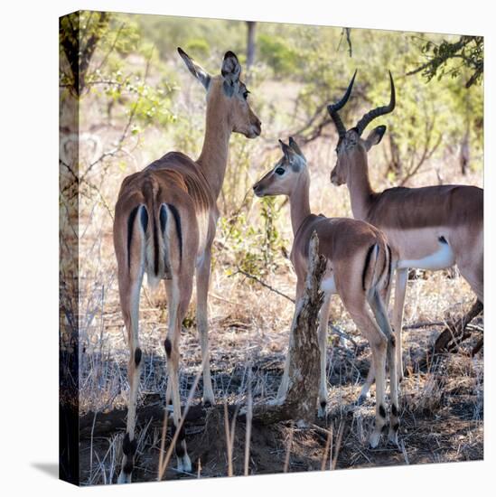 Awesome South Africa Collection Square - Impala Family-Philippe Hugonnard-Premier Image Canvas