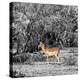 Awesome South Africa Collection Square - Impala in Savannah B&W-Philippe Hugonnard-Premier Image Canvas