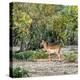Awesome South Africa Collection Square - Impala in Savannah-Philippe Hugonnard-Premier Image Canvas