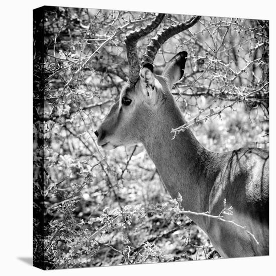 Awesome South Africa Collection Square - Impala Portrait B&W-Philippe Hugonnard-Premier Image Canvas