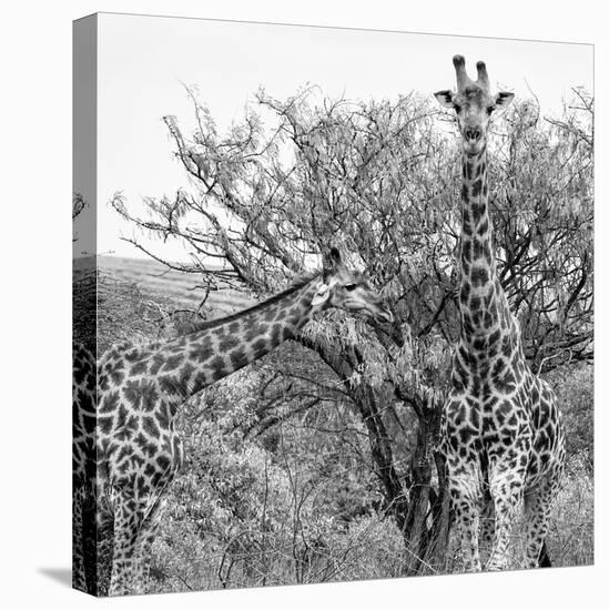 Awesome South Africa Collection Square - Look Giraffes II B&W-Philippe Hugonnard-Premier Image Canvas