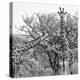 Awesome South Africa Collection Square - Look Giraffes II B&W-Philippe Hugonnard-Premier Image Canvas