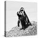 Awesome South Africa Collection Square - Penguin Lovers II B&W-Philippe Hugonnard-Premier Image Canvas